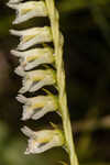 Florida lady's tresses